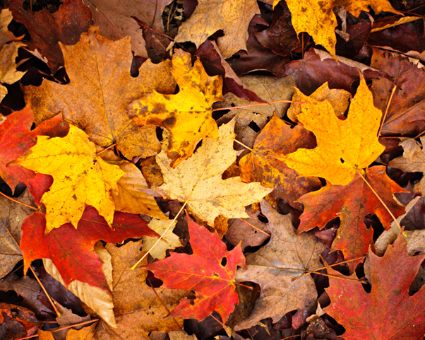 Create a wedding tree