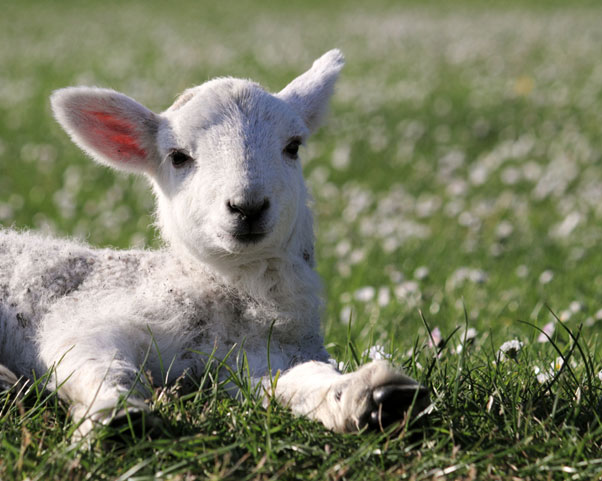 Include springtime animals